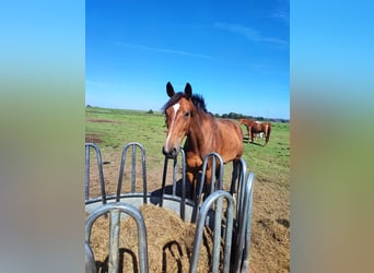 Oldenburger Springpferd, Klacz, 14 lat, 174 cm, Ciemnogniada
