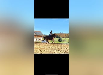 Oldenburger Springpferd, Klacz, 14 lat, 174 cm, Kasztanowata