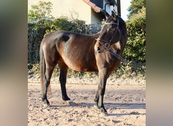 Oldenburger Springpferd, Klacz, 15 lat, 164 cm, Ciemnogniada