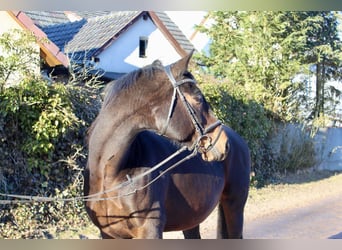 Oldenburger Springpferd, Klacz, 15 lat, 164 cm, Ciemnogniada