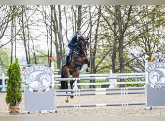 Oldenburger Springpferd, Klacz, 15 lat, 165 cm, Ciemnogniada