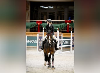 Oldenburger Springpferd, Klacz, 15 lat, 165 cm, Ciemnogniada