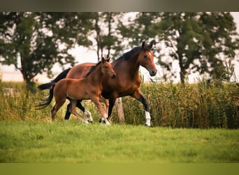 Oldenburger Springpferd, Klacz, 16 lat, 170 cm, Gniada