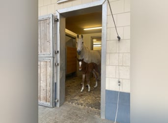 Oldenburger Springpferd, Klacz, 17 lat, 167 cm, Siwa w hreczce