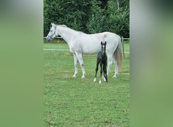 Oldenburger Springpferd, Klacz, 19 lat, 165 cm, Siwa