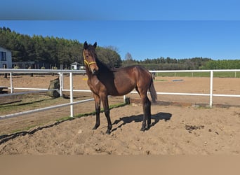 Oldenburger Springpferd, Klacz, 1 Rok, 168 cm, Gniada