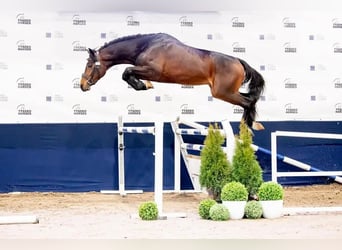 Oldenburger Springpferd, Klacz, 1 Rok, 168 cm, Gniada