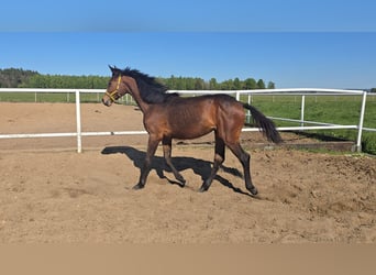 Oldenburger Springpferd, Klacz, 1 Rok, 168 cm, Gniada