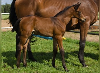 Oldenburger Springpferd, Klacz, 1 Rok, 168 cm, Gniada