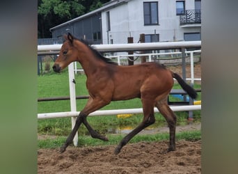 Oldenburger Springpferd, Klacz, 1 Rok, 168 cm, Gniada