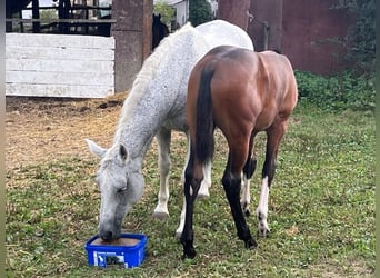 Oldenburger Springpferd, Klacz, 20 lat, 164 cm, Siwa jabłkowita