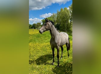 Oldenburger Springpferd, Klacz, 2 lat, 164 cm, Siwa