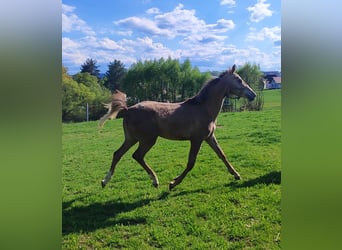 Oldenburger Springpferd, Klacz, 2 lat, 169 cm, Siwa