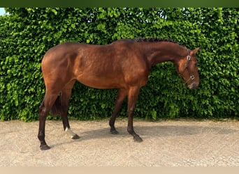 Oldenburger Springpferd, Klacz, 2 lat, Gniada