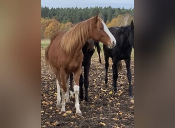 Oldenburger Springpferd, Klacz, 2 lat, Kasztanowata