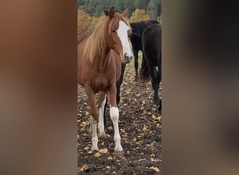 Oldenburger Springpferd, Klacz, 2 lat, Kasztanowata