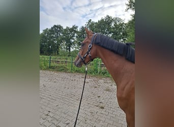 Oldenburger Springpferd, Klacz, 3 lat, 165 cm, Gniada