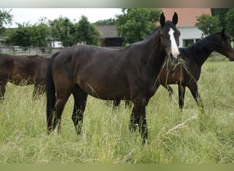 Oldenburger Springpferd, Klacz, 3 lat, 167 cm, Ciemnogniada