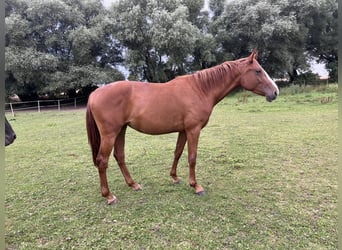 Oldenburger Springpferd, Klacz, 3 lat, 167 cm, Kasztanowata