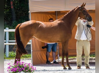 Oldenburger Springpferd, Klacz, 3 lat, 167 cm, Kasztanowata