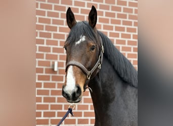 Oldenburger Springpferd, Klacz, 3 lat, 168 cm, Ciemnogniada