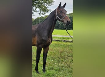 Oldenburger Springpferd, Klacz, 3 lat, 170 cm, Ciemnogniada