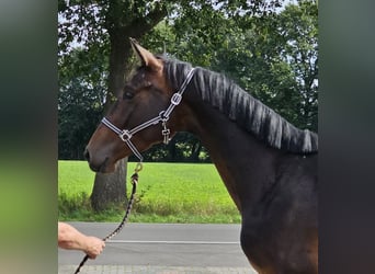 Oldenburger Springpferd, Klacz, 3 lat, 170 cm, Ciemnogniada