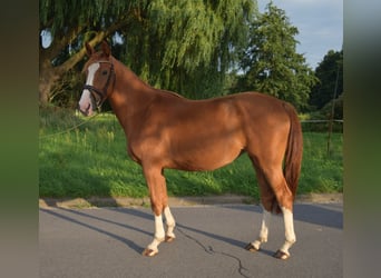 Oldenburger Springpferd, Klacz, 3 lat, 170 cm, Kasztanowata