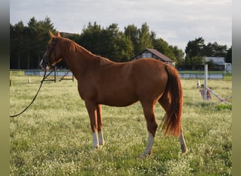 Oldenburger Springpferd, Klacz, 3 lat, 170 cm, Kasztanowata