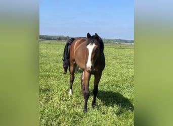 Oldenburger Springpferd, Klacz, 3 lat, Gniada