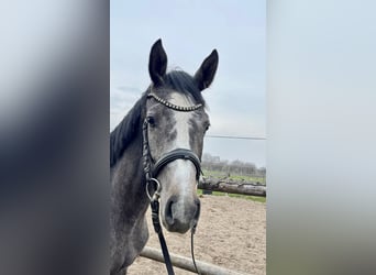 Oldenburger Springpferd, Klacz, 3 lat, Siwa