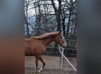 Oldenburger Springpferd, Klacz, 4 lat, 160 cm, Kasztanowata