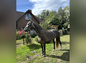 Oldenburger Springpferd, Klacz, 4 lat, 160 cm, Siwa jabłkowita