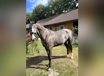 Oldenburger Springpferd, Klacz, 4 lat, 160 cm, Siwa jabłkowita