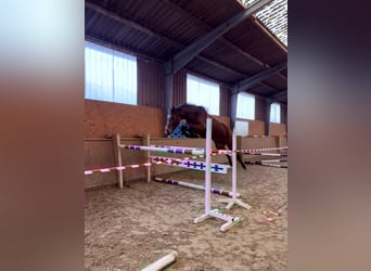 Oldenburger Springpferd, Klacz, 4 lat, 161 cm, Ciemnogniada