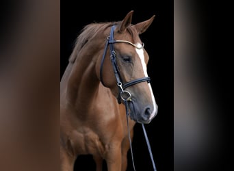 Oldenburger Springpferd, Klacz, 4 lat, 162 cm, Kasztanowata