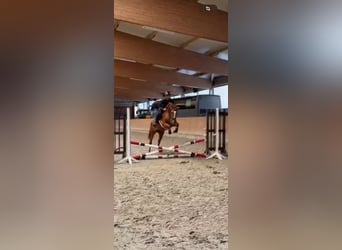 Oldenburger Springpferd, Klacz, 4 lat, 162 cm, Kasztanowata
