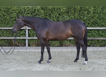 Oldenburger Springpferd, Klacz, 4 lat, 163 cm, Ciemnogniada