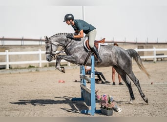 Oldenburger Springpferd, Klacz, 4 lat, 165 cm, Siwa