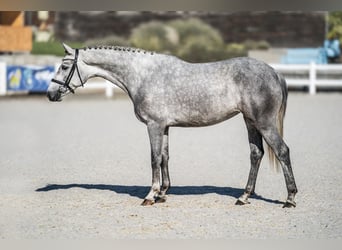 Oldenburger Springpferd, Klacz, 4 lat, 165 cm, Siwa