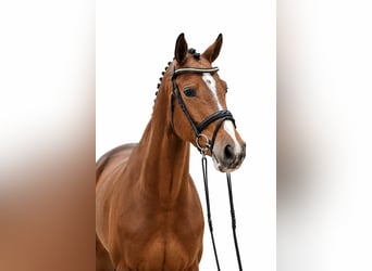 Oldenburger Springpferd, Klacz, 4 lat, 167 cm, Gniada