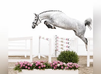 Oldenburger Springpferd, Klacz, 4 lat, 167 cm, Siwa