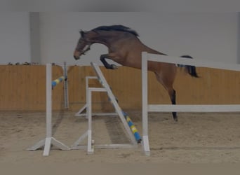 Oldenburger Springpferd, Klacz, 4 lat, 168 cm, Gniada