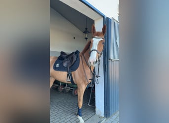 Oldenburger Springpferd, Klacz, 4 lat, 168 cm, Kasztanowata