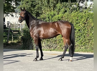 Oldenburger Springpferd, Klacz, 4 lat, 169 cm, Gniada
