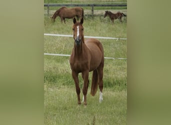 Oldenburger Springpferd, Klacz, 4 lat, 169 cm, Kasztanowata