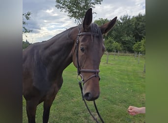 Oldenburger Springpferd, Klacz, 4 lat, 170 cm, Ciemnogniada