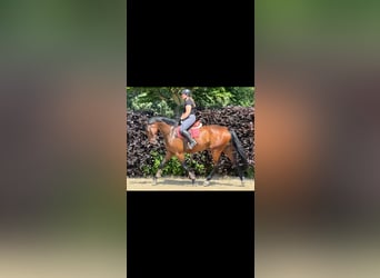 Oldenburger Springpferd, Klacz, 4 lat, 173 cm, Gniada