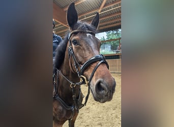 Oldenburger Springpferd, Klacz, 5 lat, 160 cm, Ciemnogniada