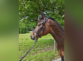 Oldenburger Springpferd, Klacz, 5 lat, 160 cm, Ciemnogniada